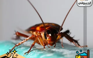 أنواع حشرات المنزل