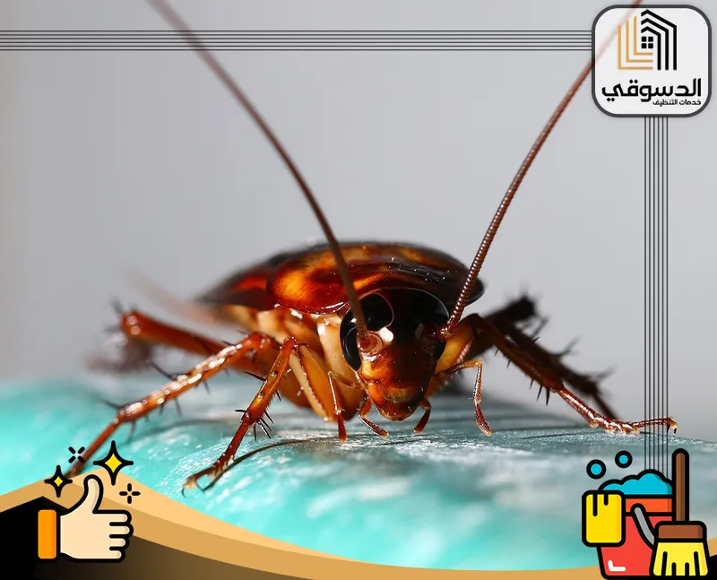 أنواع حشرات المنزل