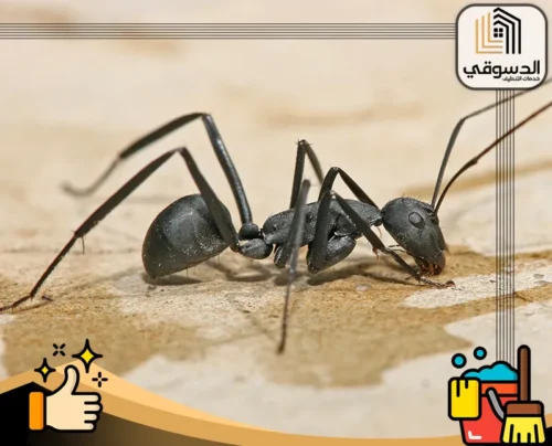 اجهزه حديثة في مكافحة الحشرات