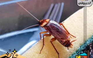 أفضل طريقة للقضاء على صراصير المطبخ