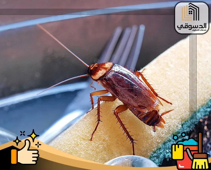 أفضل طريقة للقضاء على صراصير المطبخ